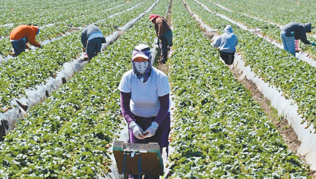 農(nóng)業(yè)組織促豁免遣返無證農(nóng)工