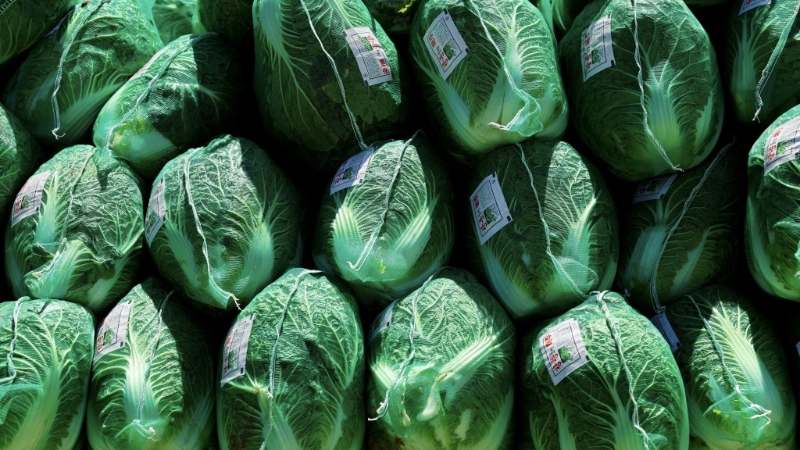 大白菜在“最健康蔬菜排行榜”排名第二。