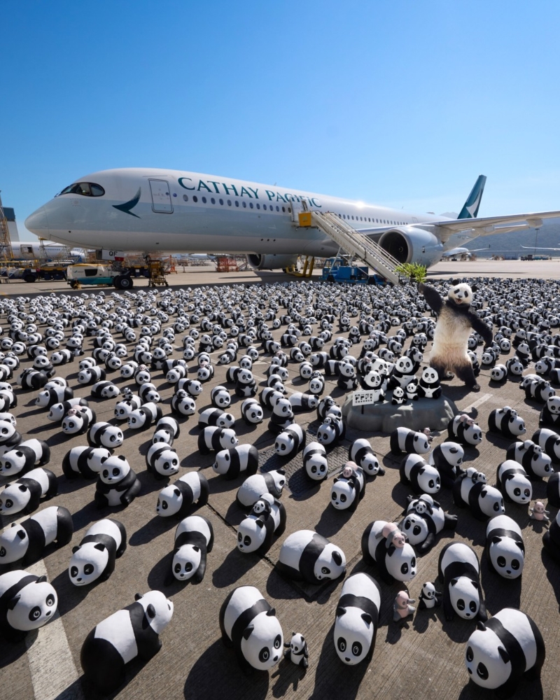 香港熊貓展︳2,500隻大熊貓昨日（2日）已“落機(jī)”率先跟大家見面，準(zhǔn)備12月7日舉行的全港最大型熊貓展覽《PANDA GO！香港游》?。▓D片來源： AllRightsReserved）