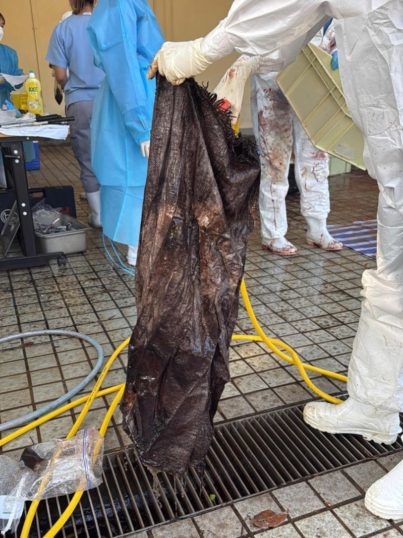 獸醫(yī)在鯨魚的消化系統(tǒng)內(nèi)發(fā)現(xiàn)一個大型帆布袋。漁護(hù)署FB圖片