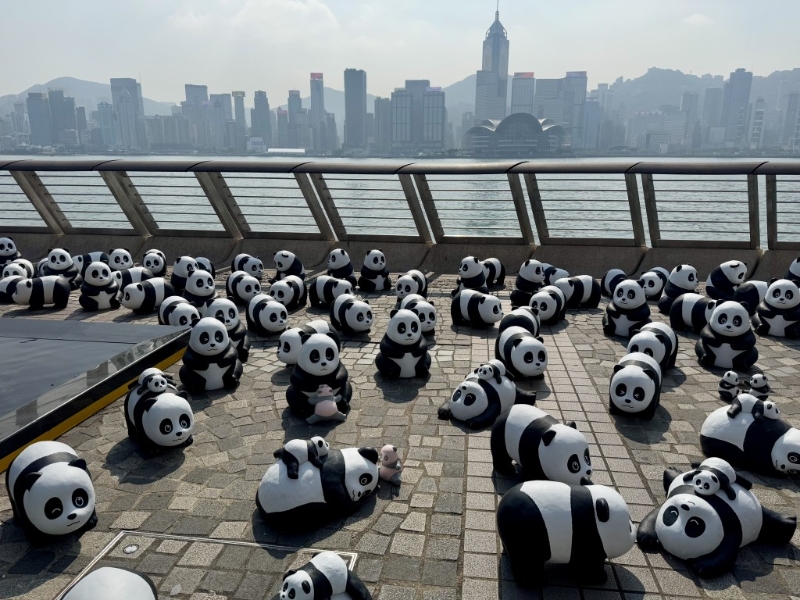 2,500只大熊貓雕塑現(xiàn)身尖沙咀海旁。