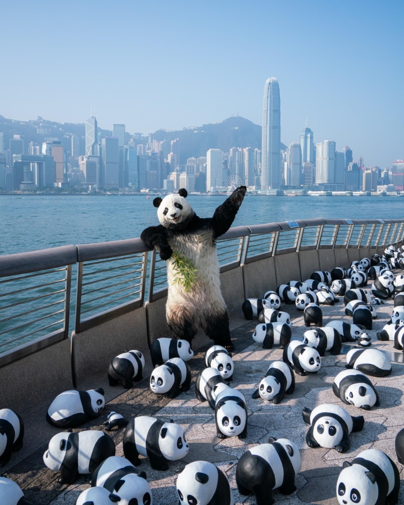 而熊貓導(dǎo)游“PANDA GO！ GUIDE”亦會(huì)在中午 12時(shí)正及下午5時(shí)30分現(xiàn)身展區(qū)，與市民見面打卡！