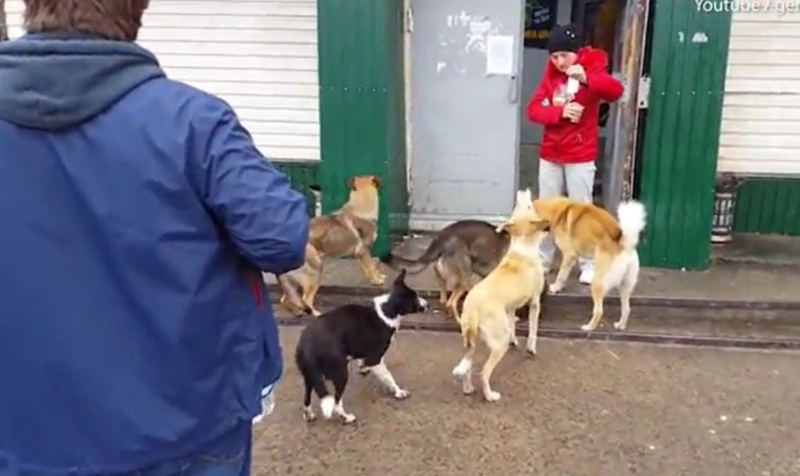 居民向在切爾諾貝爾地區(qū)附近生活的流浪狗喂食。油管