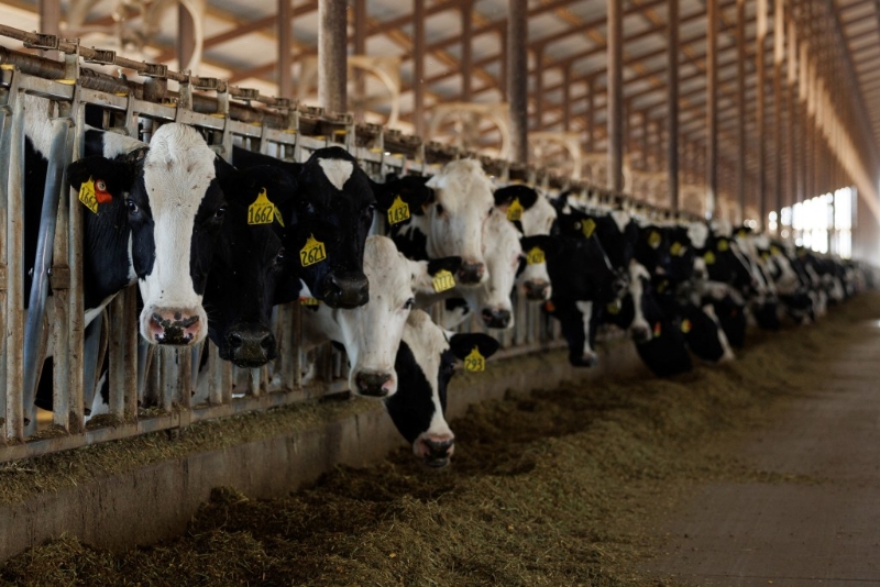 美國(guó)禽流感疫情今年早前已導(dǎo)致數(shù)十名農(nóng)場(chǎng)工人染病。路透社