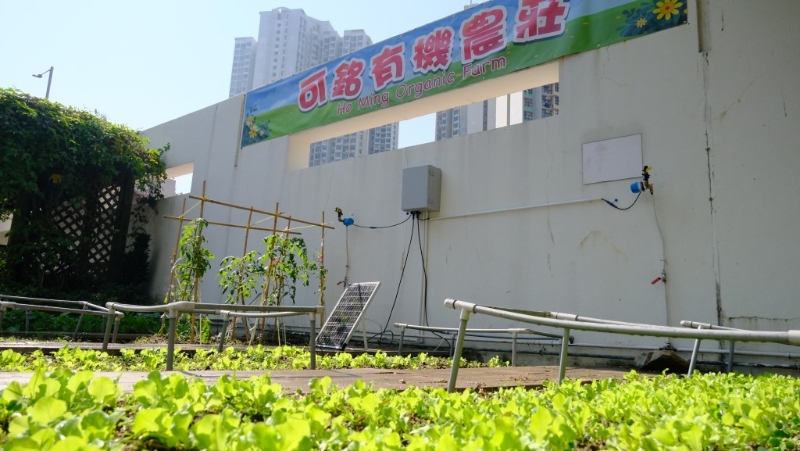 嗇色園主辦可銘學(xué)校的土耕農(nóng)地升級(jí)為智慧農(nóng)耕