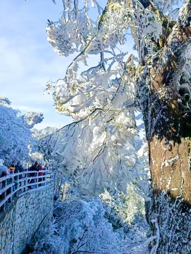 莽山國(guó)家森林公園(圖片來源：小紅書@扮貓吃鯊魚)