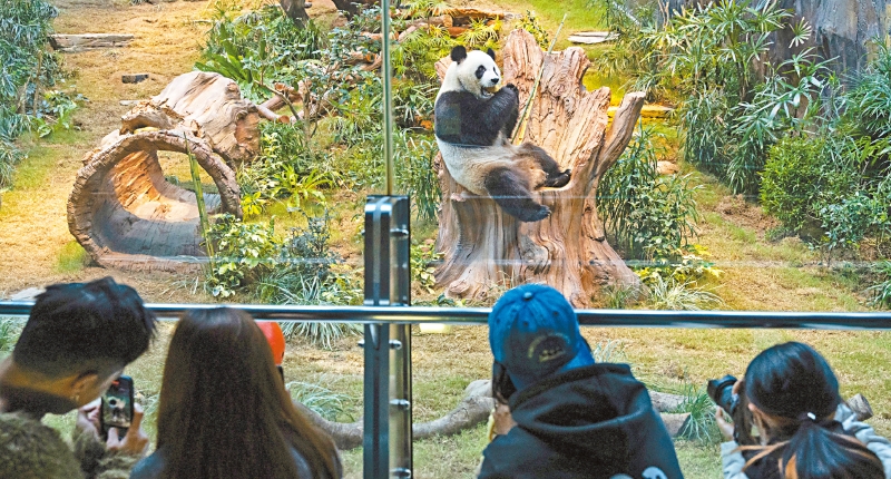 中國國寶熊貓。