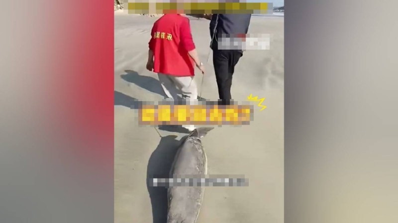 拍片者見兩名男子拖著江豚的尸體。