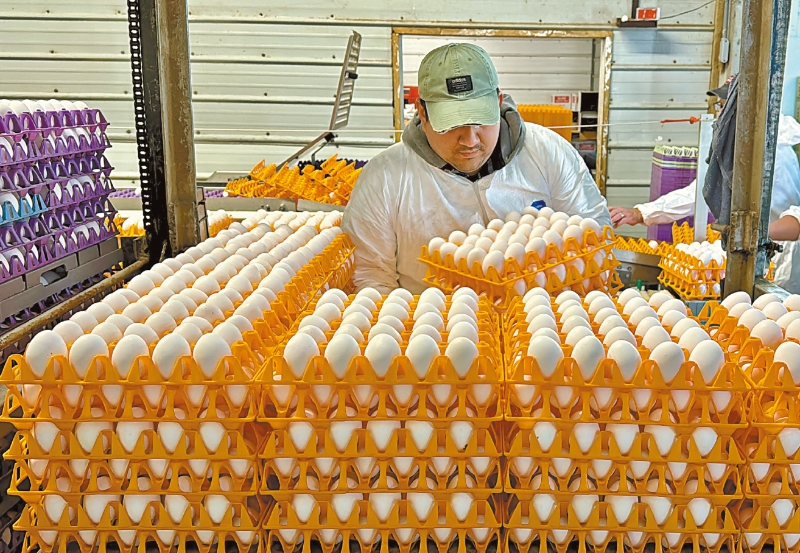 專家預(yù)期禽流感不會嚴重影響牛奶和雞蛋供應(yīng)。