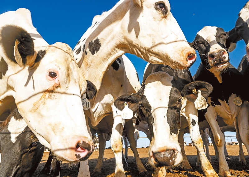 加州奶牛場監(jiān)測禽流感。