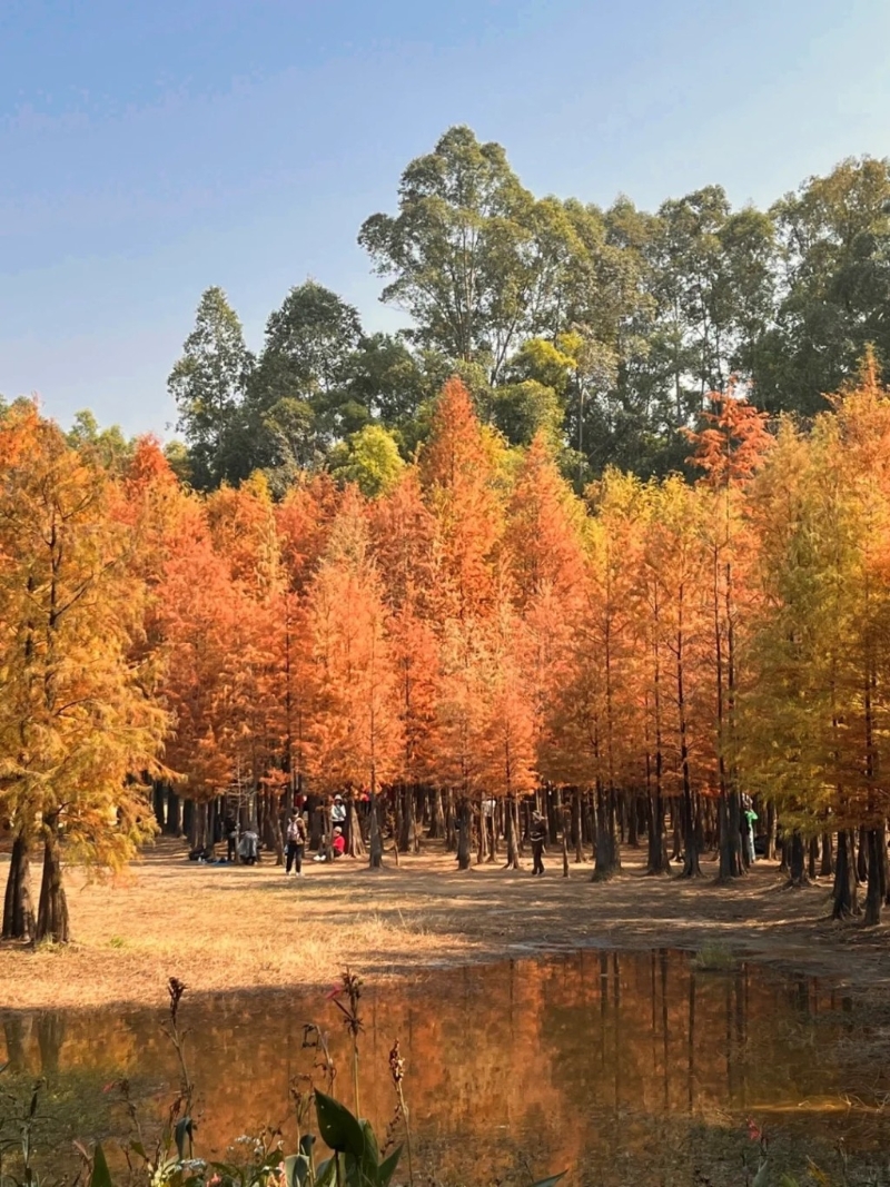 位于廣州番禺區(qū)的大夫山森林公園是廣州生態(tài)森林公園之一（圖片來源：廣州好好玩速報@小紅書）