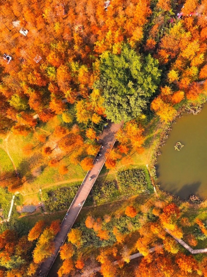 大觀濕地公園位于天河區(qū)思禮路，鄰近天河軟件園（圖片來源：阿Q帶你去旅行@小紅書）