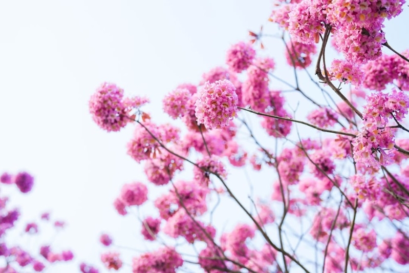 近日前往西沙GO PARK的西沙路旁化身一片紅花風(fēng)鈴木粉紅“花海”，為新一年增添絢麗色彩。大家想跟浪漫花海打卡要小心安全，別亂跑出馬路，也別踐踏草地，惜花也要愛(ài)惜其他植物。 （圖片來(lái)源：IG@西沙GO PARK）