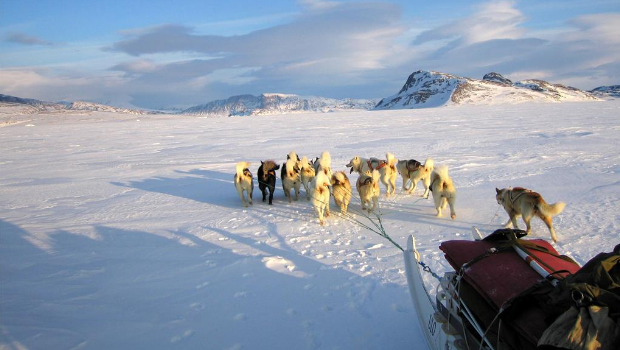 地表獨一無二的軍方雪橇犬巡邏隊格陵蘭“天狼星巡邏隊”，是由丹麥國防司令部于1950年成立的特種作戰(zhàn)部隊。