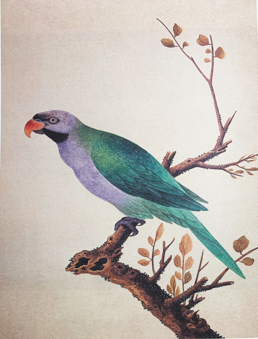 紫胸鸚鵡 紫胸鸚鵡