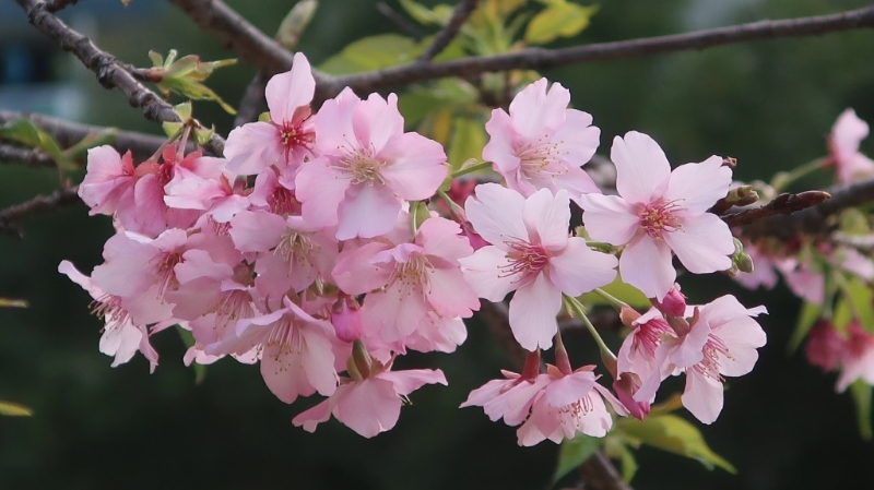 沙田城門河畔櫻花2025最新開花情況！