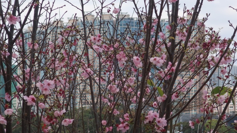 位于沙田石門的安景街公園，園內(nèi)沿城門河畔種植有超過100棵櫻花樹