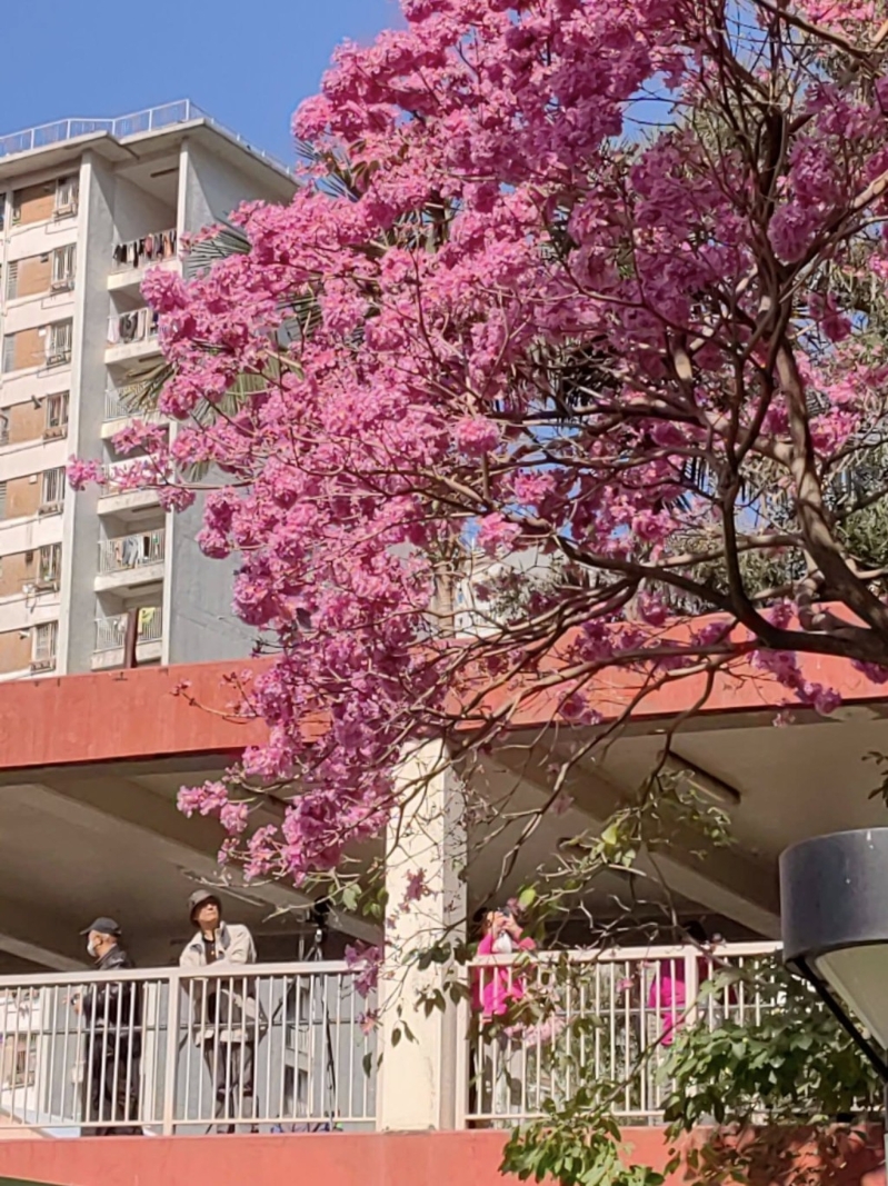 春天來臨，又到紅花風(fēng)鈴木盛放的季節(jié)，最近粉嶺中心外的行人天橋出現(xiàn)限時美景！