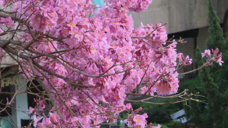 指紅花風(fēng)鈴木現(xiàn)時達至滿開狀態(tài)