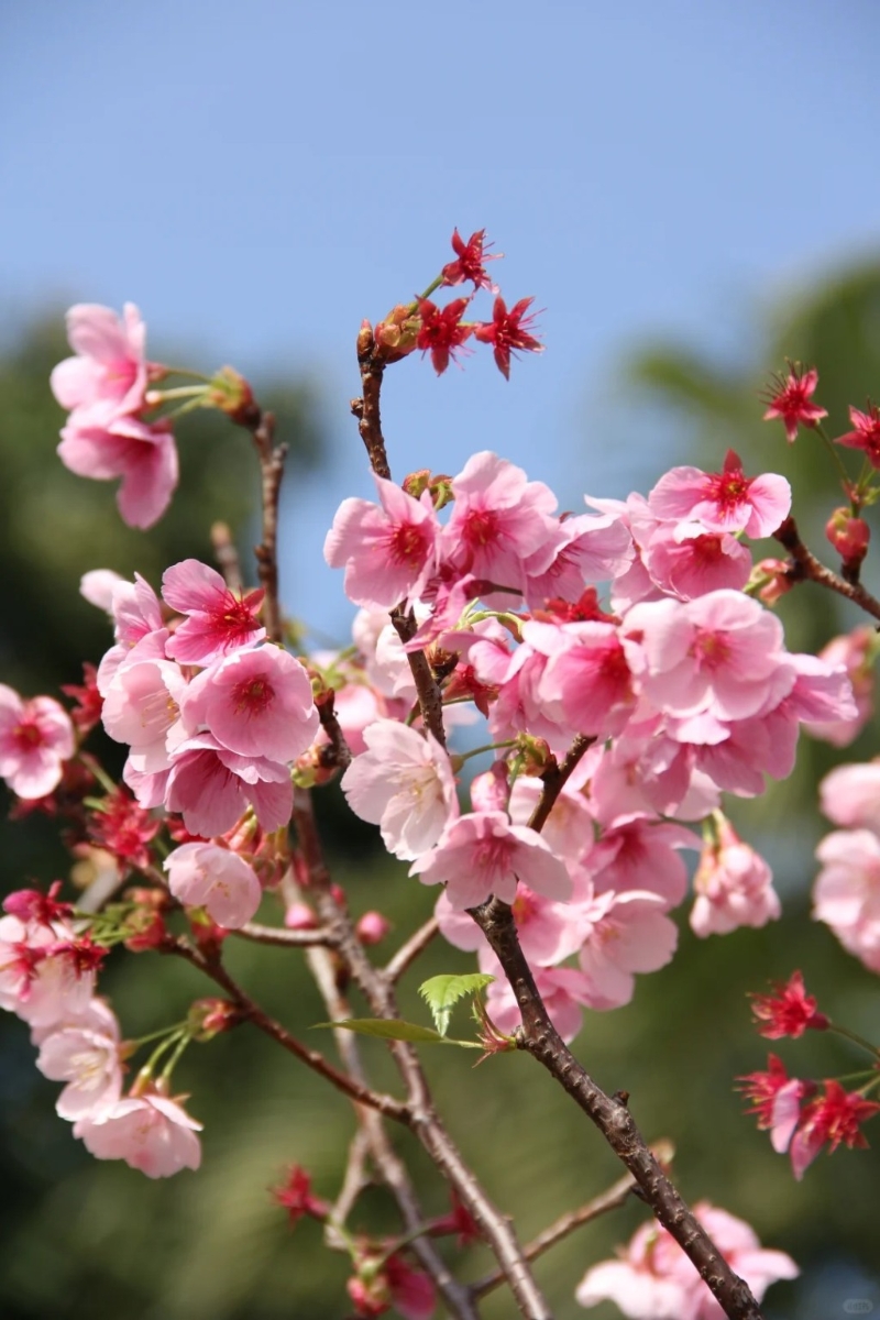 位于龍華區(qū)的觀瀾湖有櫻花盛開。 （圖片來源：射手貓@小紅書）