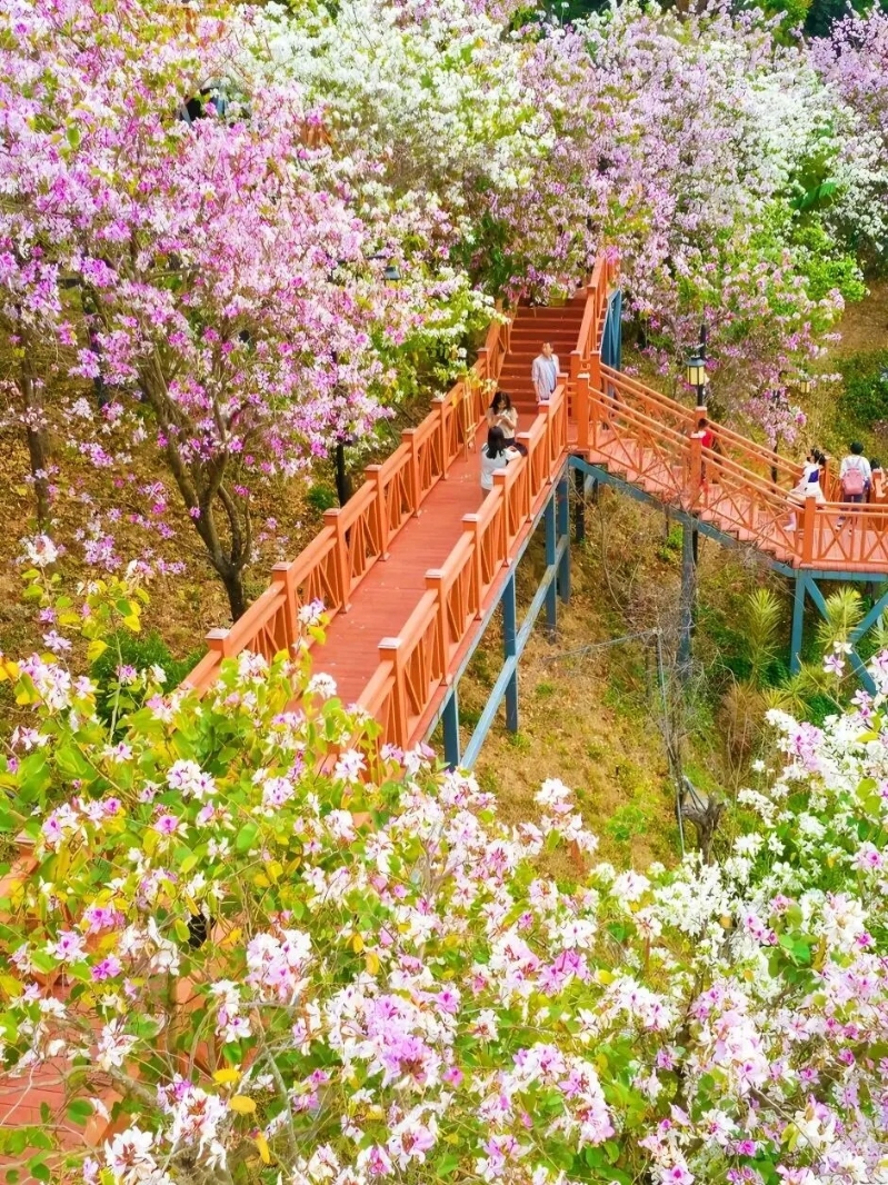 位于南山區(qū)的華英路景觀公園是較為小眾的景點（圖片來源：好米出游記@小紅書）