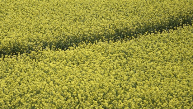 中方宣布對加拿大菜籽油、油渣餅及豌豆加征100%關(guān)稅。