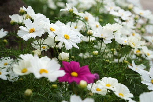 香港花展2025︳今年的花展主題花為“秋英”。 （圖片來源：《星島日報(bào)》吳艷玲攝）