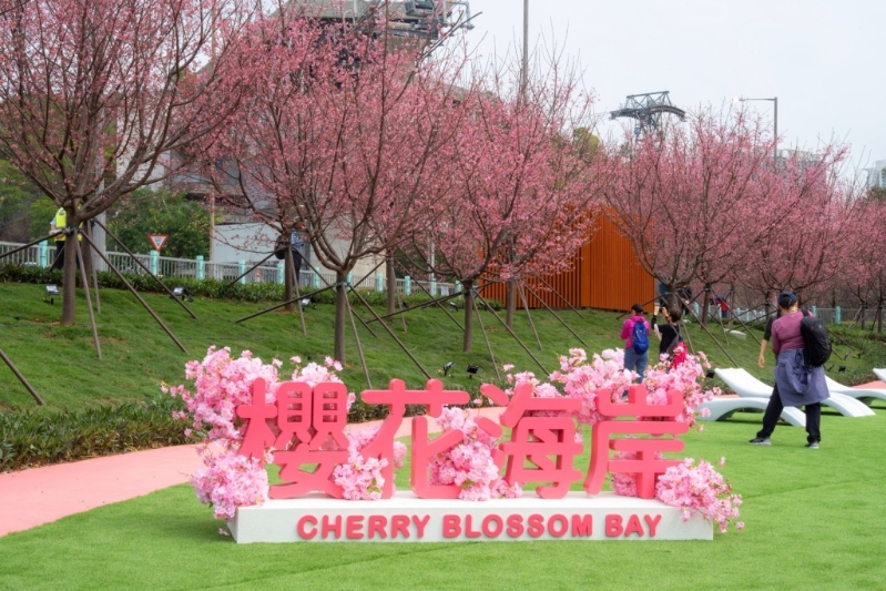 機(jī)場(chǎng)櫻花園 機(jī)場(chǎng)櫻花園