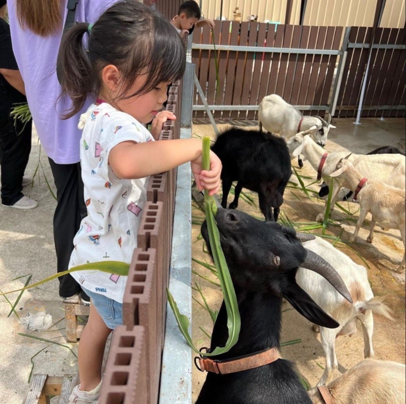 動(dòng)物農(nóng)莊