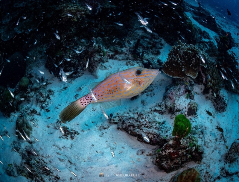 泰國(guó)研究團(tuán)隊(duì)發(fā)現(xiàn)海底魚群遇地震集體躺平。 圖片來源 Facebook @ Thon Thamrongnawasawat