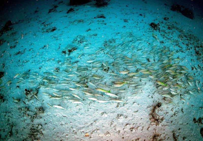 泰研究團(tuán)隊(duì)發(fā)現(xiàn)海底魚群遇地震集體躺平。 圖片來源 Facebook @ Thon Thamrongnawasawat