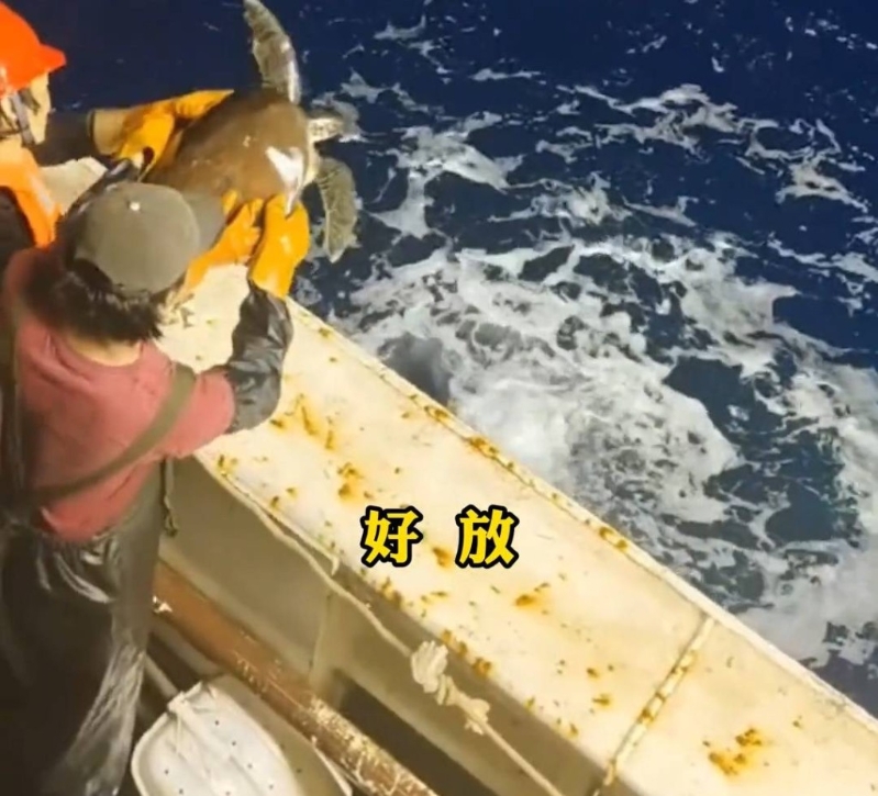 船員按船長指示放生海龜。澎湃新聞