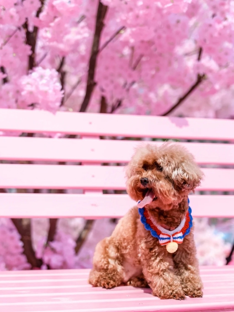 亦有人帶同寵物前往。