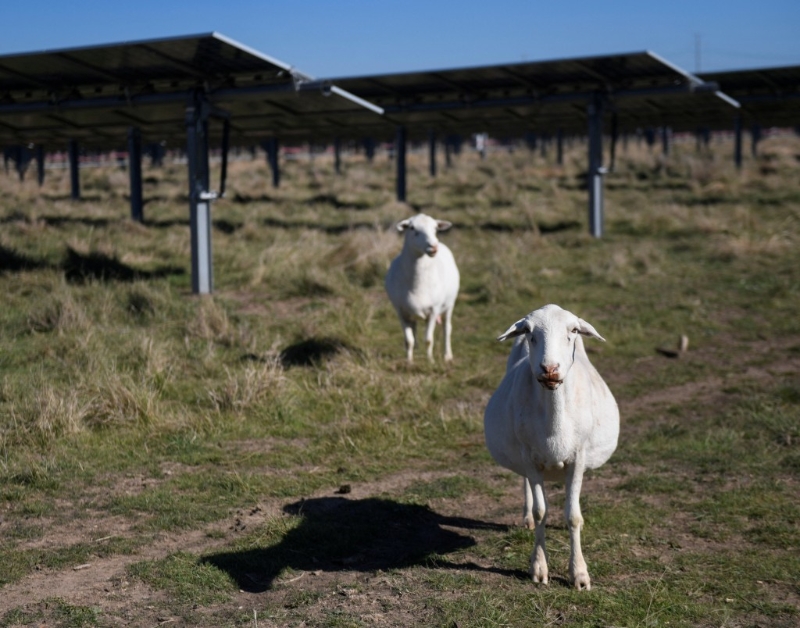 美國農(nóng)地裝設太陽電池板。路透社
