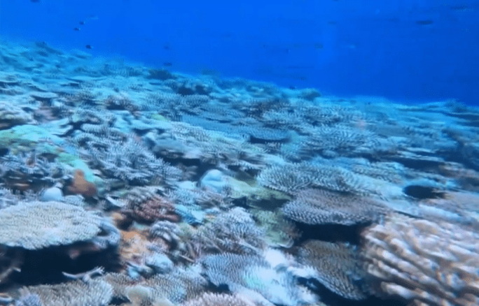 央視截圖 央視截圖