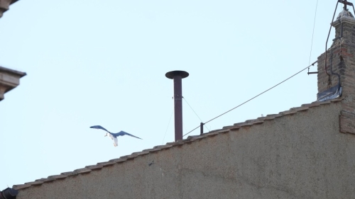 全球緊盯西斯汀教堂屋頂?shù)臒焽琛?美聯(lián)社