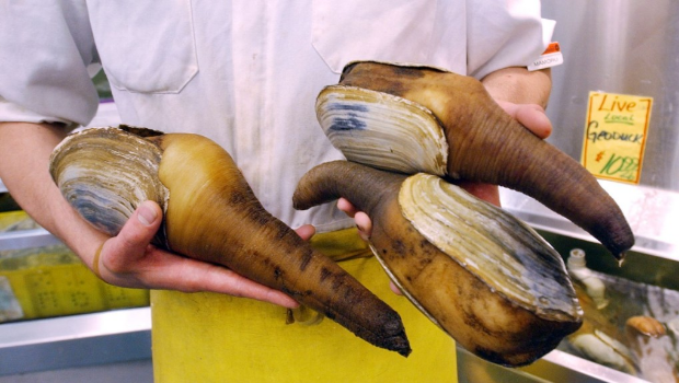 西雅圖一間店鋪展示活體象拔蚌。 美聯(lián)社