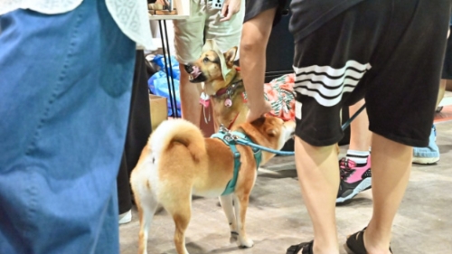 網(wǎng)購寵物多遇不良賣家