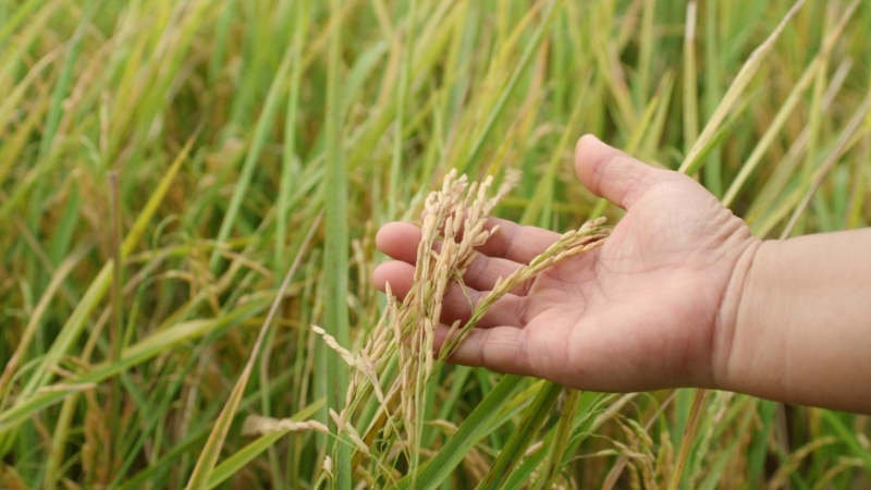 與傳統(tǒng)耕作方法相比，低碳米稻田所產(chǎn)生的溫室氣體排放量減至少30%。（相片由DFI零售集團(tuán)提供）