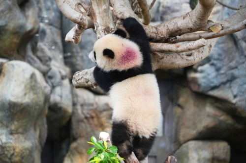 細佬背上有園方特制的紫色記號。