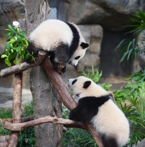 新活動空間會有更多變的地形。