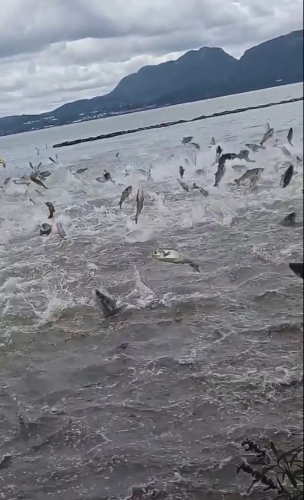 昆明滇池魚群瘋躍出水持續(xù)1分鐘 昆明滇池魚群瘋躍出水持續(xù)1分鐘