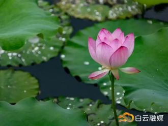 荷葉疊翠 荷葉疊翠