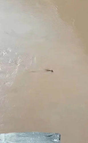 網(wǎng)民發(fā)布在云南虎跳峽風(fēng)景區(qū)拍攝到頭上長角水中游的不明生物。