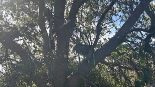 佛州棕櫚灘國際機(jī)場附近發(fā)現(xiàn)一個可疑狩獵架，視線可直對特朗普進(jìn)出“空軍一號”的位置