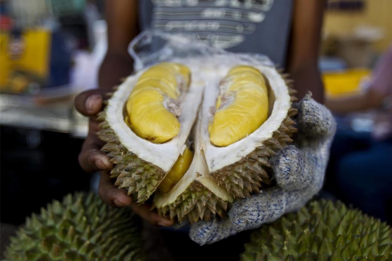 “大馬果王”榴蓮將于24日東協(xié)外長歡迎晚宴登場。