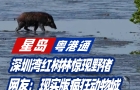 深圳灣紅樹(shù)林驚現(xiàn)野豬，網(wǎng)友：現(xiàn)實(shí)版瘋狂動(dòng)物城