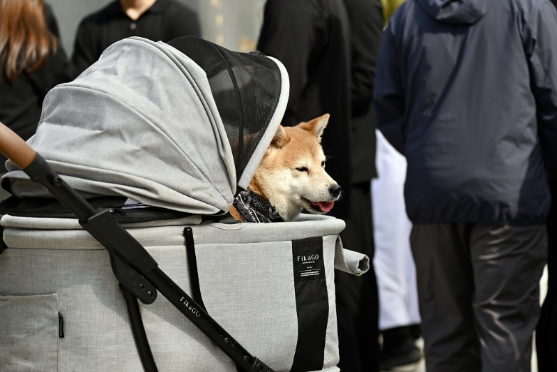 偉豪生前的愛犬送別主人。