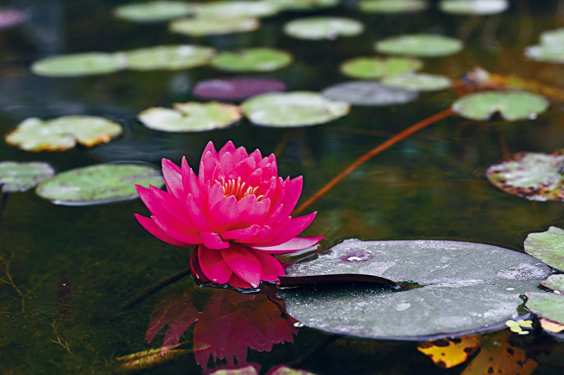 憑佛心書寫ESG古剎新篇章3 憑佛心書寫ESG古剎新篇章3